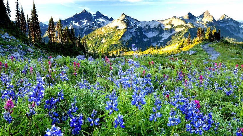 Primavera nelle Montagne Rocciose canadesi, Alberta, fiori di campo, boccioli, nuvole, paesaggio, cielo, Canada, montagne Sfondo HD