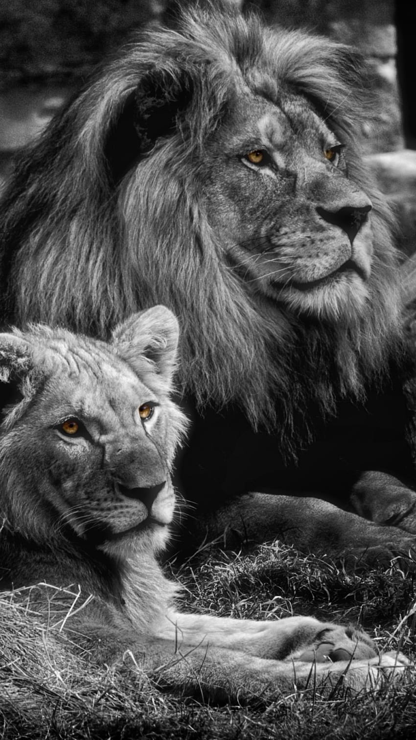Black Lion, Royal, Animal HD phone wallpaper | Pxfuel