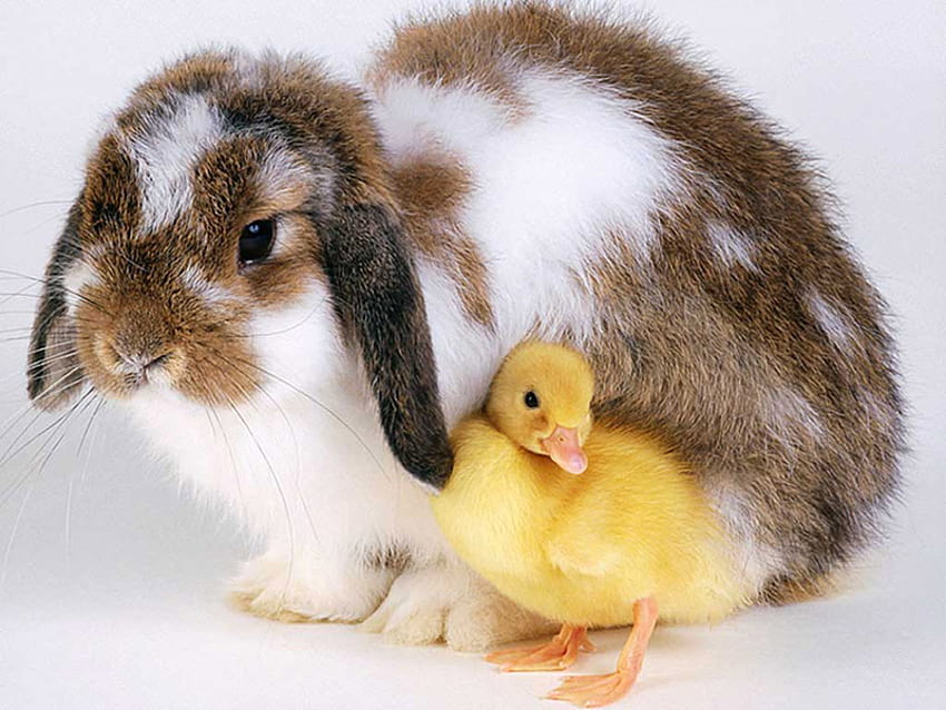 Easter buddies, bunny, white, brown, duckling, yellow friends HD wallpaper