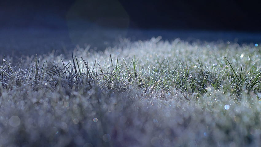 morning dew on the grass, grass, morning, dew, snow HD wallpaper