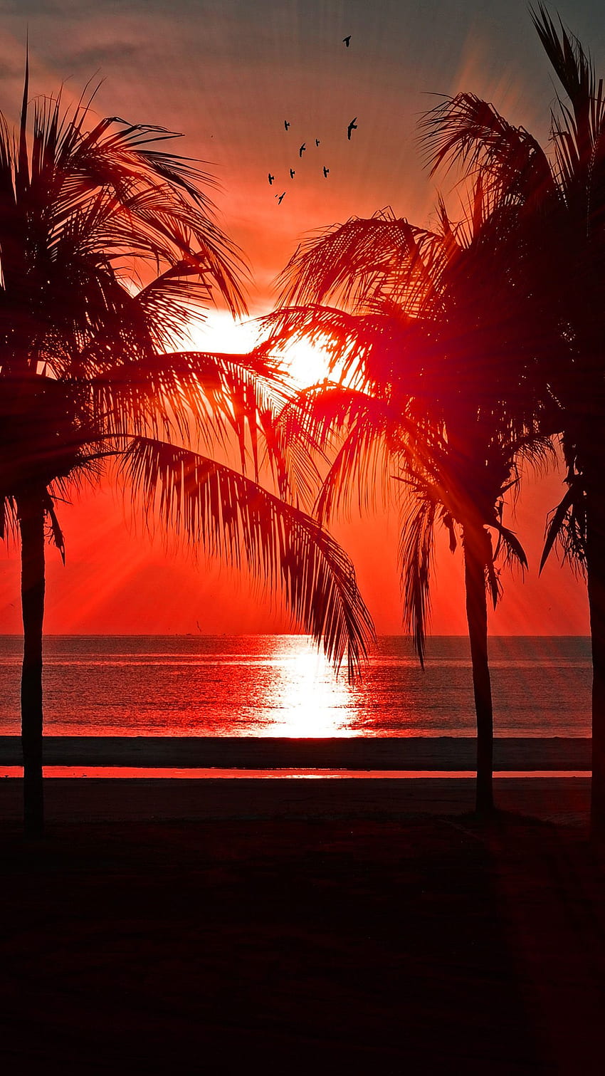 ชายหาด วันหยุดฤดูร้อน คืน พระอาทิตย์ตก ต้นปาล์มสีแดง มืด พระอาทิตย์ตกสีดำ วอลล์เปเปอร์โทรศัพท์ HD