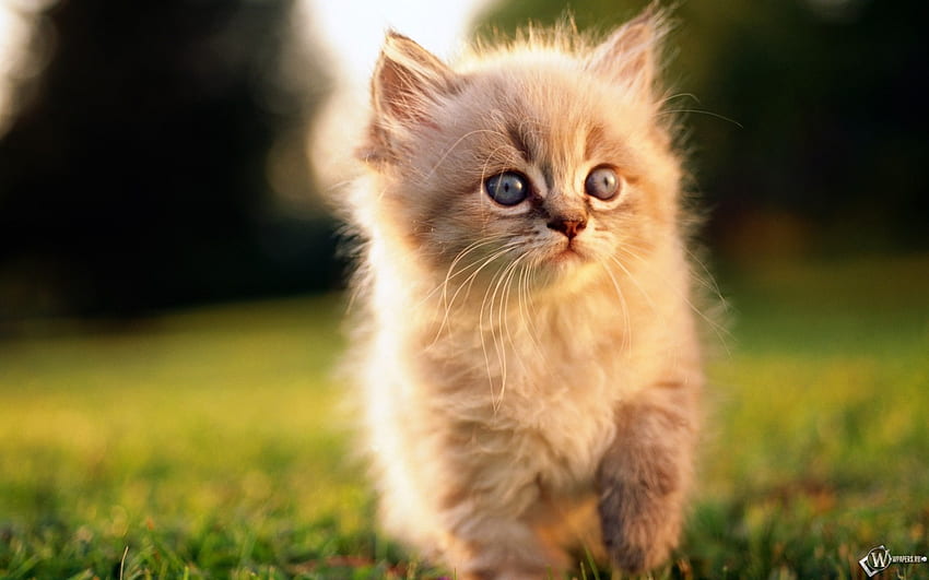 Golden kitten, sweet, kitten, baby, cat, grass HD wallpaper
