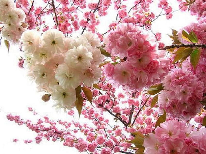 черешов цвят, розово, череша, природа, цветя, пролет, цвят HD тапет