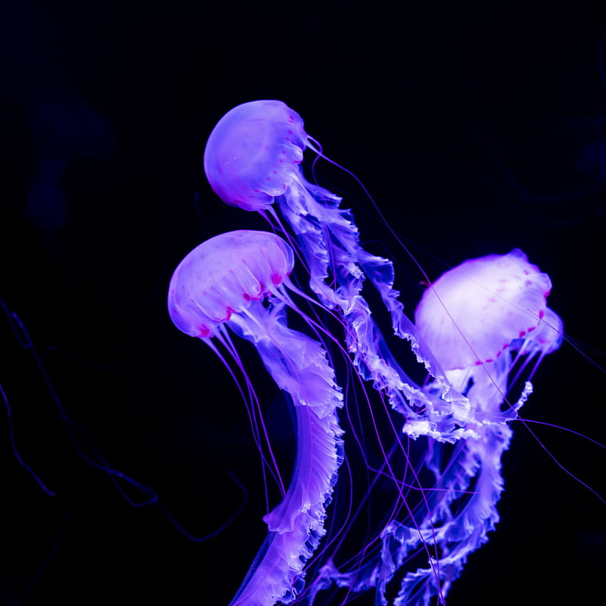 Our Best Glowing Jellyfish Stock Photos Pictures  RoyaltyFree Images   iStock  Octopus Squid Mushrooms