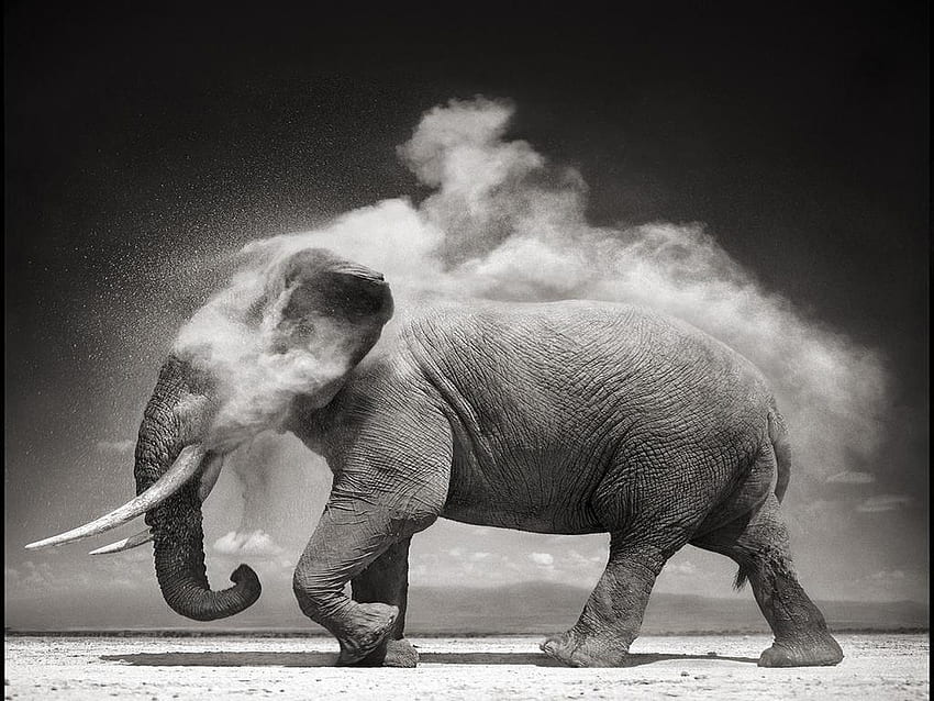 ช้างเผือก ช้างขาวดำ วอลล์เปเปอร์ HD