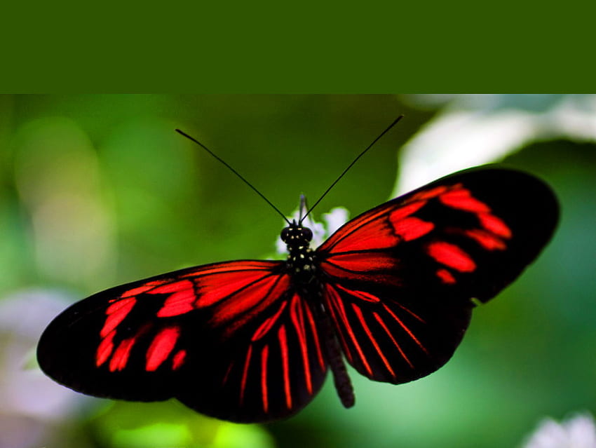 Szkarłatny, szkarłatny i czarny, motyl, zielony, długoskrzydły, piękno Tapeta HD