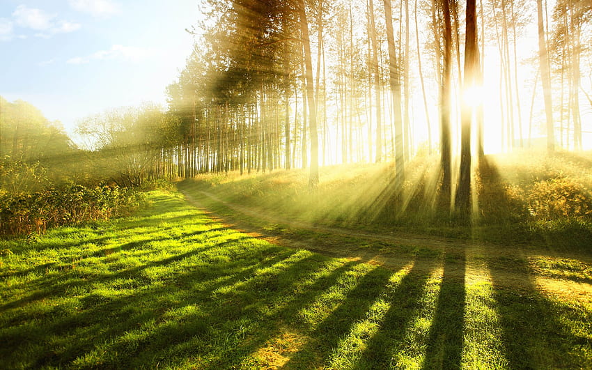 Walk under the spring sun and -, Spring Morning HD wallpaper