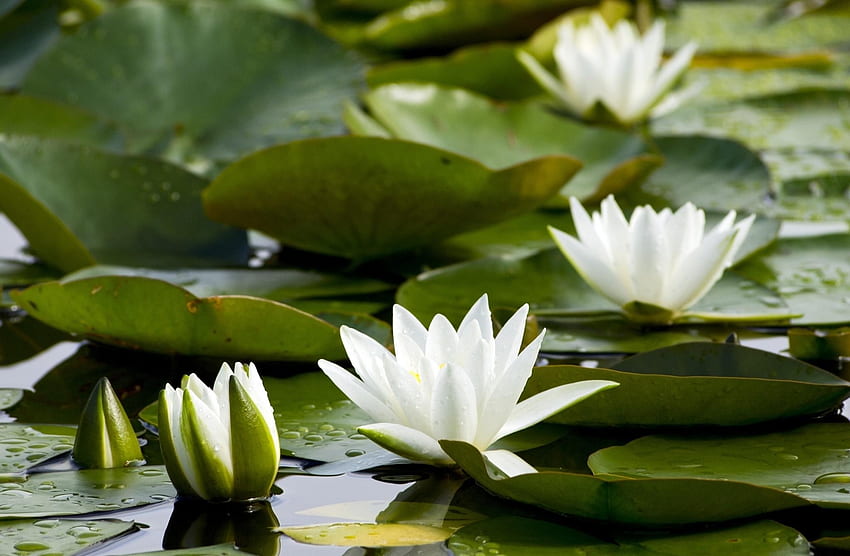 Flowers, Water, Leaves, Water Lilies, Pond, Snow White HD wallpaper
