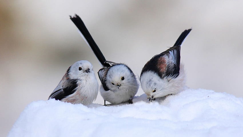 Snow birds longtailed tit ., Birds in Snow HD wallpaper