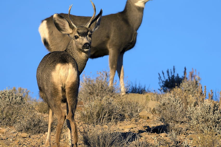 See mule deer up close outside Green River on Nov. 17 HD wallpaper