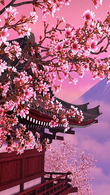 Japanese cherry blossoms HD wallpapers | Pxfuel