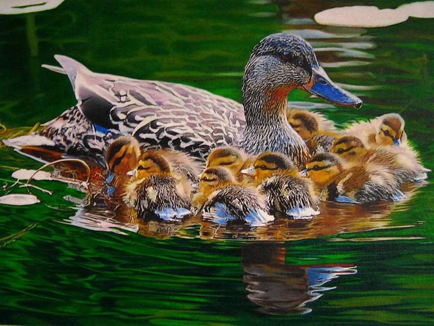 mama_mallard, kaczki, pływać, rodzina, zwierzęta, woda, jezioro Tapeta HD