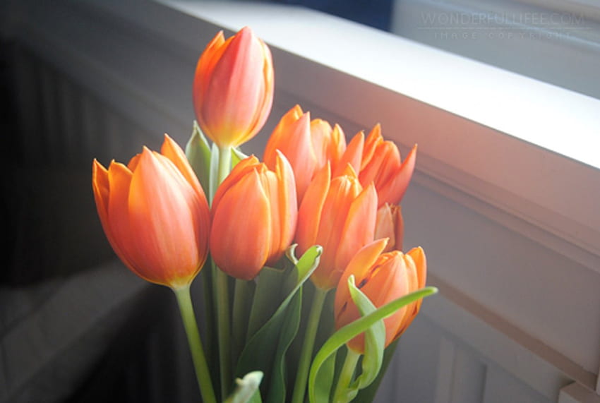 チューリップ、花束、美しい花、オレンジ色 高画質の壁紙