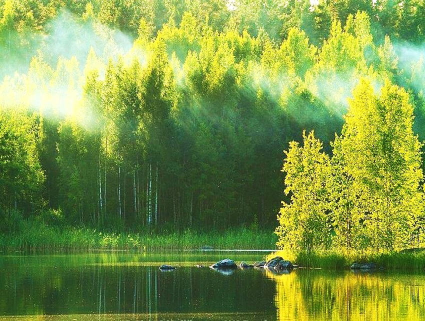 Morning sun, mist, illumination, morning, green, trees, bright sunlight, lake HD wallpaper