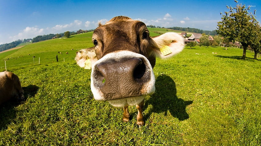 Cute Cow , Livestock HD wallpaper