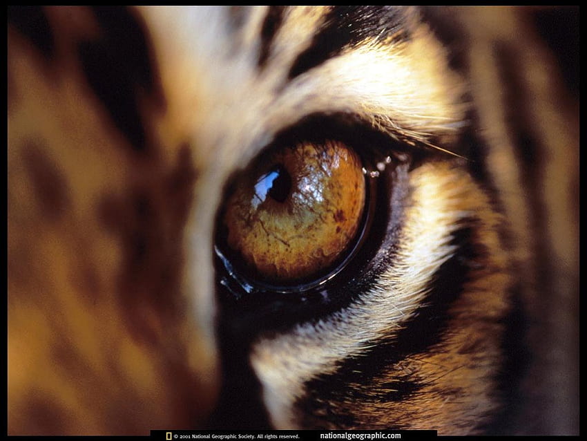 Eye Of The Tiger, hunting tiger, tiger eyes, siberian tiger, tiger on the prowl HD wallpaper