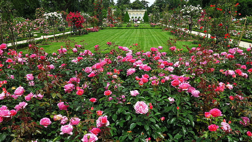 タイトル English Rose Garden Man Made Garden - Rose Garden - - 高画質の壁紙