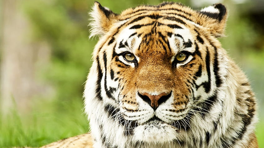 1016 tiger widescreen - Rare Gallery HD Wallpapers