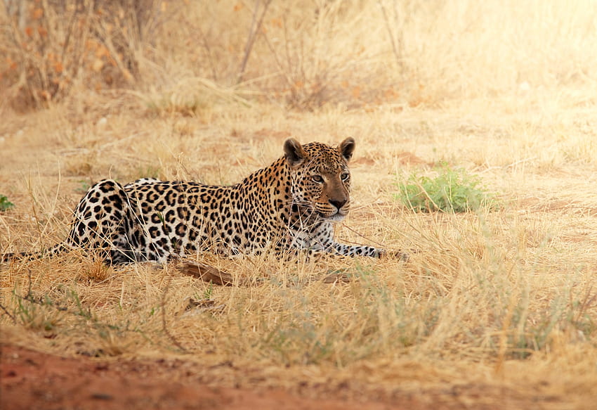 Animali, Erba, Leopardo, Relax, Riposo, Africa Sfondo HD