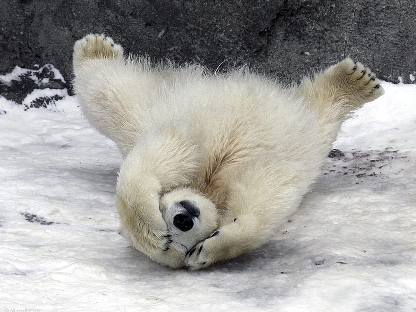 Animals, Snow, To Lie Down, Lie, Wool, Fur, Polar Bear HD wallpaper