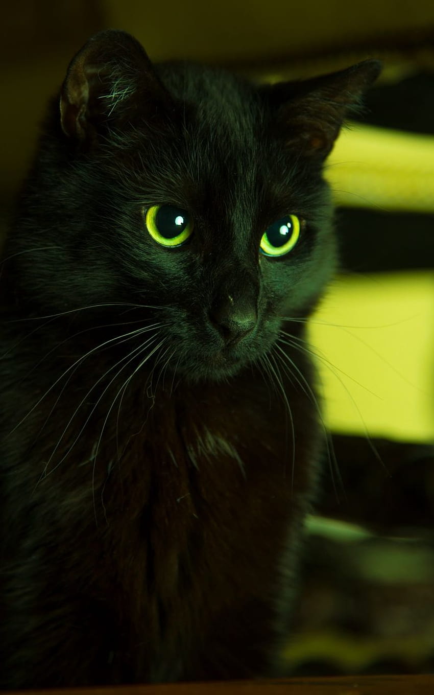 สีดำดูเหมือนแมวตาสีเขียว แมวเขียว, แมว, สุนทรียศาสตร์แมวดำ วอลล์เปเปอร์โทรศัพท์ HD