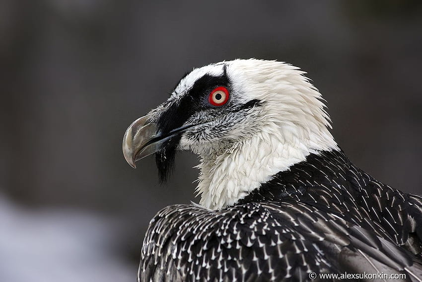 Lammergeier on, Bearded Vulture HD wallpaper