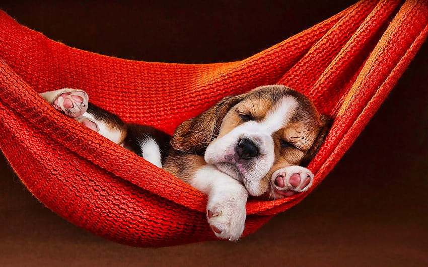 Anak anjing beagle, anjing tidur, hewan peliharaan, anjing, matahari terbenam, beagle kecil, binatang lucu, beagle, anjing di tempat tidur gantung, Anjing Beagle dengan resolusi . Kualitas tinggi Wallpaper HD