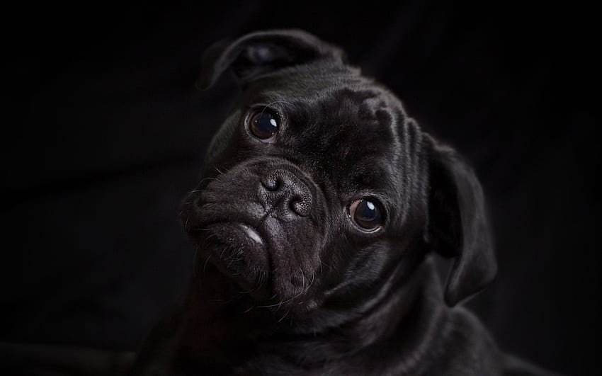 pug, dog, black, cute, pet HD wallpaper