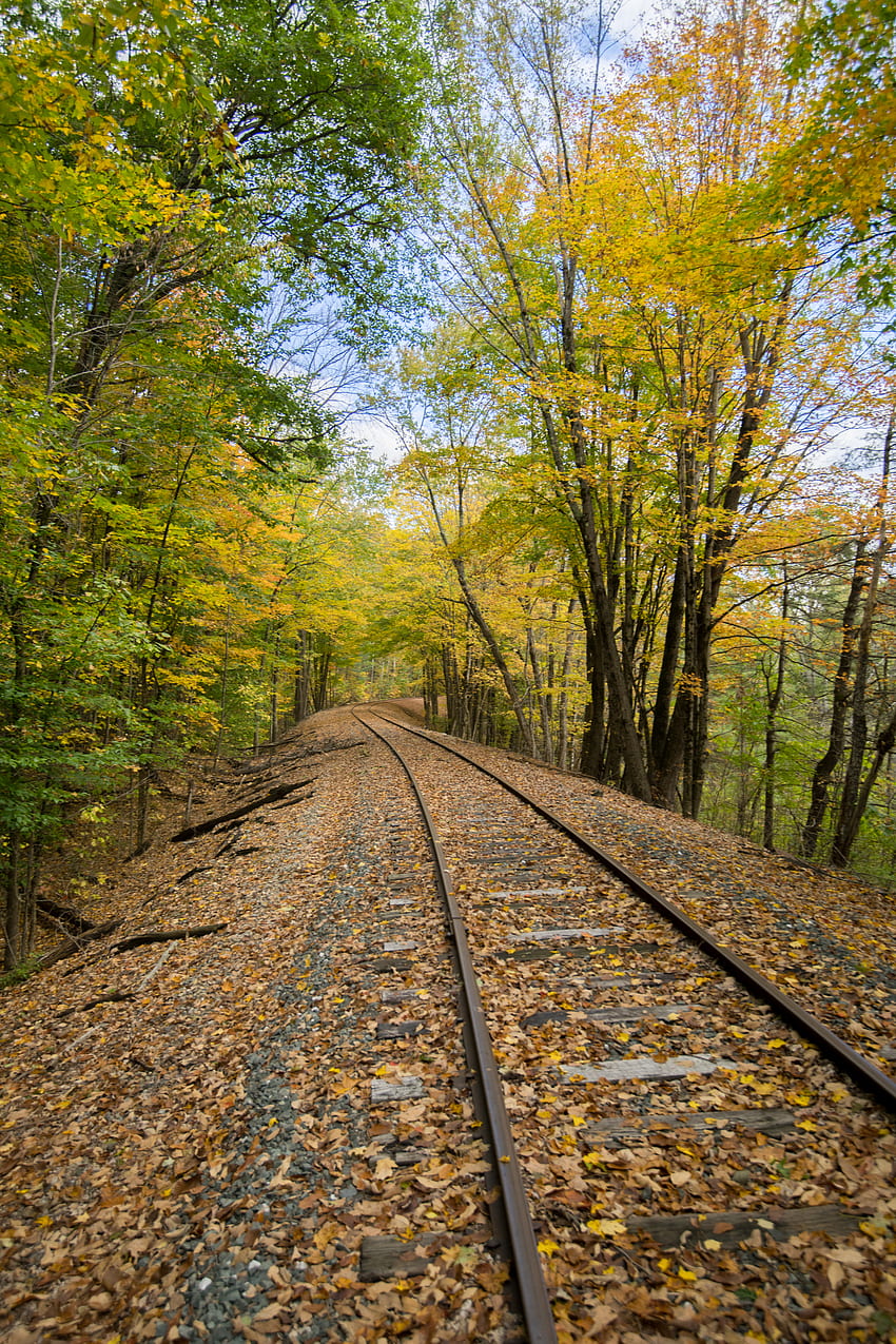 Nature, Trees, Autumn, Railway, Rails HD phone wallpaper