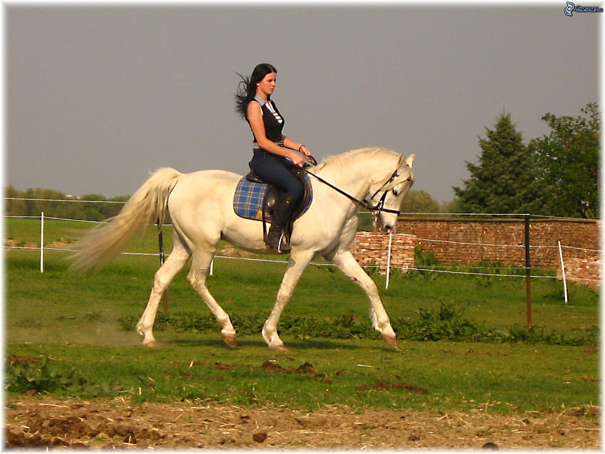 Biały koń, zwierzę, koń, trawa, dziewczyna, ludzie Tapeta HD