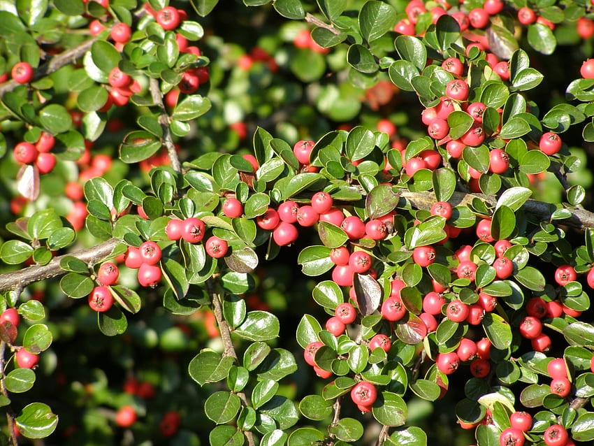 Plants, Berries Hd Wallpaper 