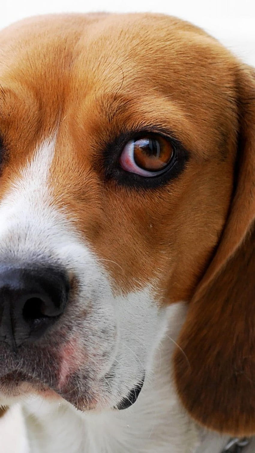 Beagle HD-Handy-Hintergrundbild