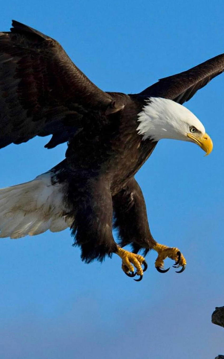 Eagle - Bester cooler Adler für Android HD-Handy-Hintergrundbild