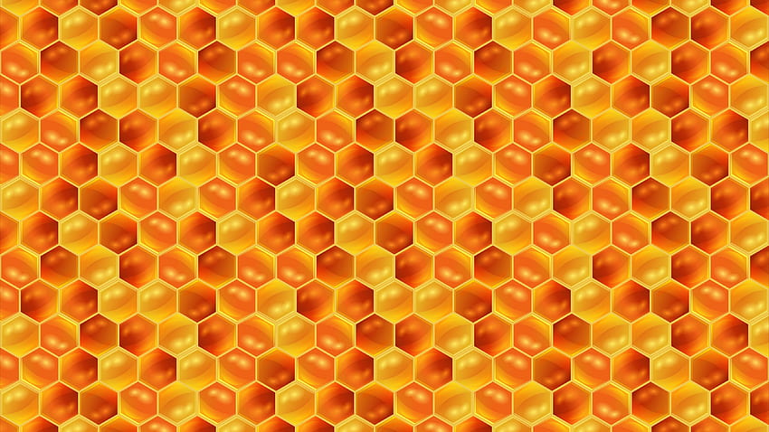 nids d'abeilles, miel, modèle Fond d'écran HD