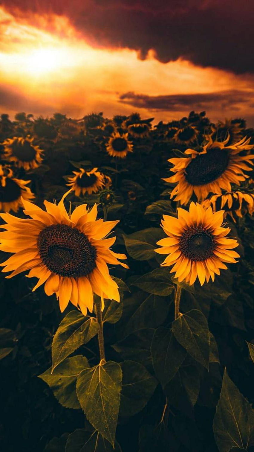 Sonnenblumen, Hippie-Sonnenblume HD-Handy-Hintergrundbild
