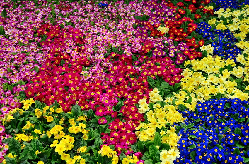 Flowers, Bright, Colorful, Lot, Primrose HD wallpaper
