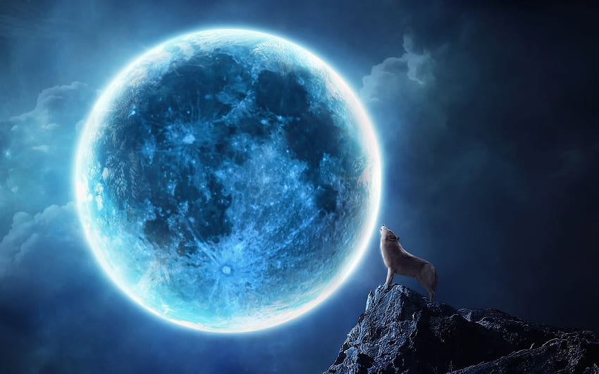 Howling wolf full moon, The Lone Wolf Howling at Moon HD wallpaper