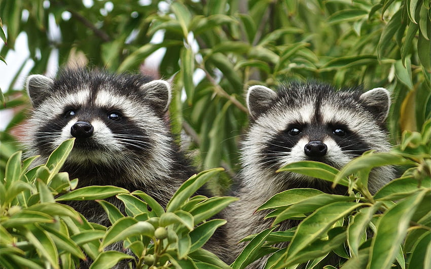 raccoons, forest, tree branch, forest inhabitants, cute animals, raccoon for with resolution . High Quality HD wallpaper