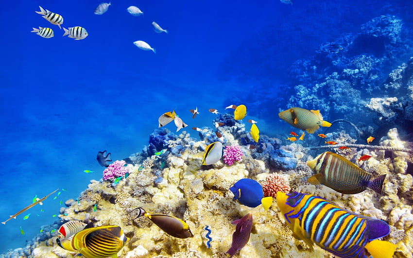 ocean, underwater world, fish, coral, Beautiful Underwater HD wallpaper