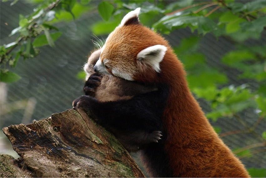 : Adorable Cute Baby Red Panda, Red Panda Kawaii Tapeta HD