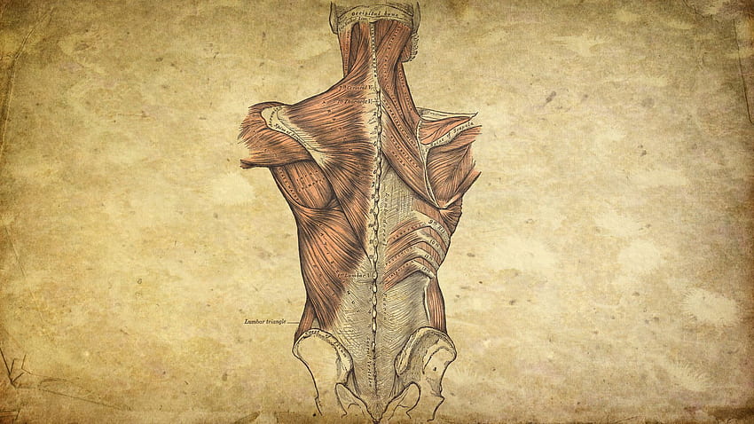 Anatomie des Menschen, Physiologie des Menschen HD-Hintergrundbild