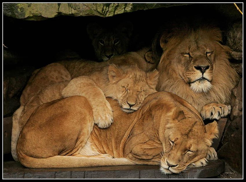 眠るライオン、動物、猫、眠る、ライオン 高画質の壁紙