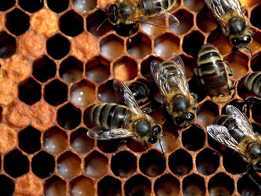 꿀벌, 매크로, 무리, 꿀, 벌집 HD 월페이퍼