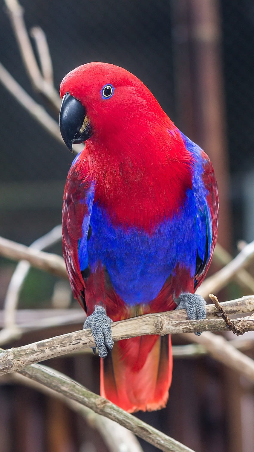 앵무새, 파랑 빨강 HD 전화 배경 화면