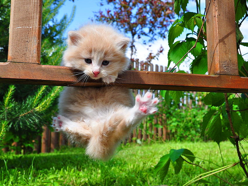 It's a funny day, kitten, kitty, cat, grass, fluffy, animals, green, game, funny HD wallpaper