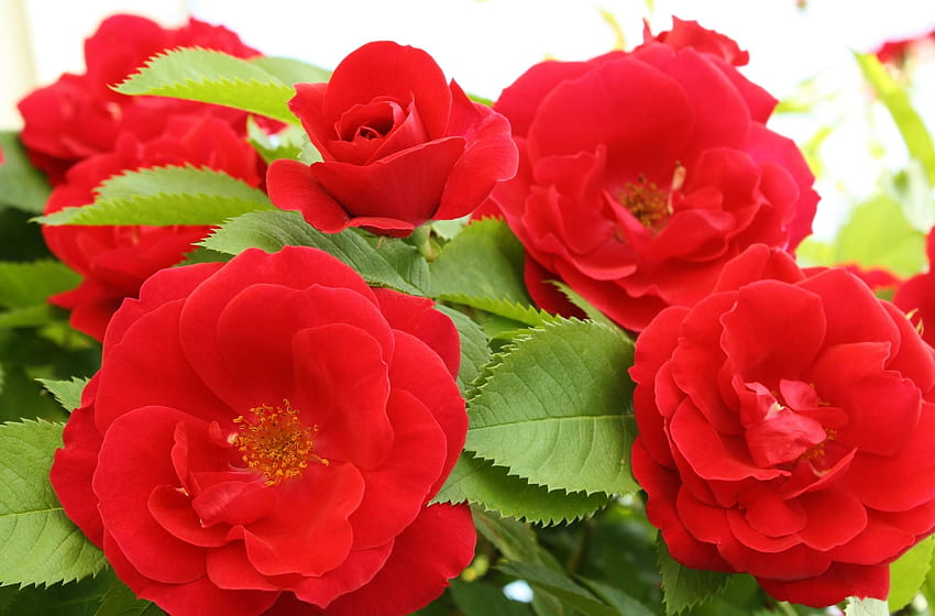 Flowers, Roses, Leaves, Close-Up, Disbanded, Loose HD wallpaper