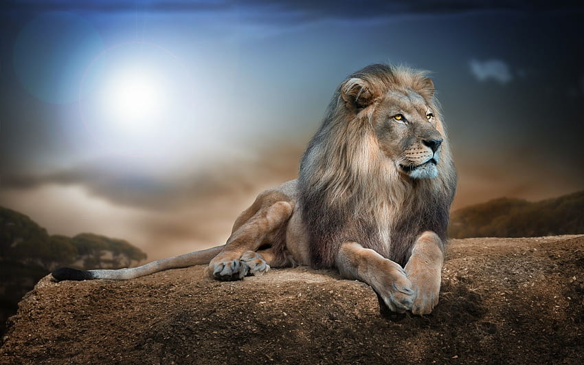Strong, Strong Lion HD wallpaper