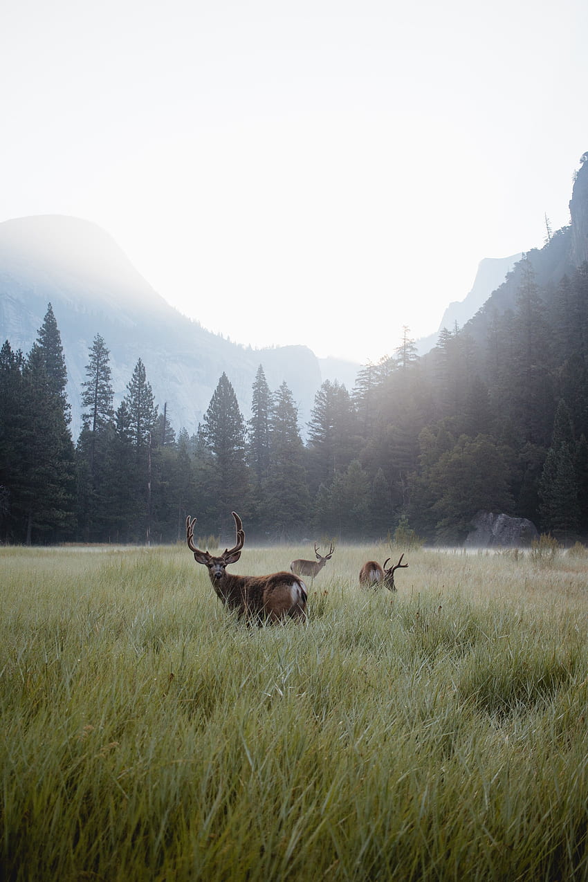 Tiere, Berge, Hirsche, Wald, Nebel, Wildtiere, Rasen HD-Handy-Hintergrundbild