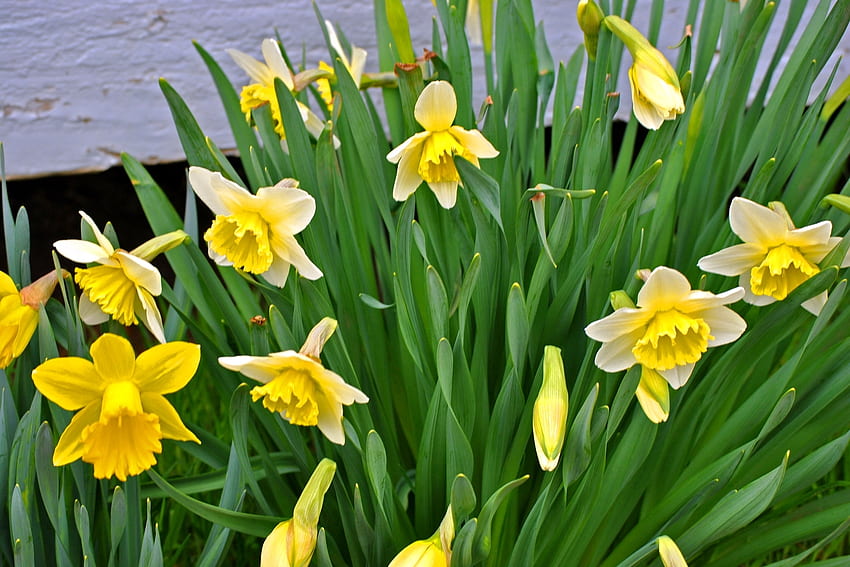 Flowers, Narcissussi, Greens, Flower Bed, Flowerbed, Spring HD wallpaper