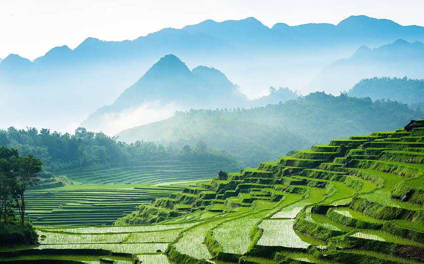 Vietnam, , rice fields, mountains HD wallpaper